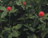 Kenland_Red_Clover.jpg